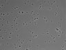 479-Ikebe-MorphResDL/CPFX_20220331_CPFX3_0011 thumbnail