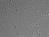 479-Ikebe-MorphResDL/CPFX_20220331_CPFX3_0014 thumbnail