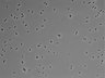 479-Ikebe-MorphResDL/CPFX_20220331_CPFX3_0015 thumbnail