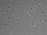 479-Ikebe-MorphResDL/CPFX_20220331_CPFX3_0016 thumbnail