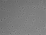479-Ikebe-MorphResDL/CPFX_20220331_CPFX4_0001 thumbnail