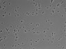 479-Ikebe-MorphResDL/CPFX_20220331_CPFX4_0002 thumbnail