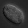 Thumbnail for dataset wt_N2_030221_01