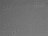 479-Ikebe-MorphResDL/CPFX_20220331_CPFX4_0015 thumbnail