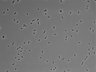 479-Ikebe-MorphResDL/CPFX_20220331_CPFX4_0016 thumbnail