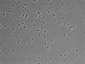 479-Ikebe-MorphResDL/CPFX_20220331_CPFX4_0018 thumbnail