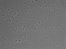 479-Ikebe-MorphResDL/CPFX_20220331_CPFX4_0020 thumbnail