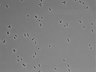 479-Ikebe-MorphResDL/CPFX_20220331_P_0001 thumbnail