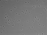 479-Ikebe-MorphResDL/CPFX_20220331_P_0003 thumbnail