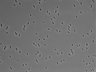 479-Ikebe-MorphResDL/CPFX_20220331_P_0011 thumbnail