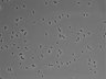 479-Ikebe-MorphResDL/CPFX_20220331_P_0013 thumbnail