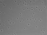 479-Ikebe-MorphResDL/CPFX_20220331_P_0014 thumbnail