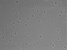 479-Ikebe-MorphResDL/CPFX_20220331_P_0015 thumbnail