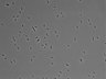479-Ikebe-MorphResDL/CPFX_20220331_P_0019 thumbnail