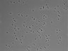 479-Ikebe-MorphResDL/CPFX_20220331_P_0020 thumbnail
