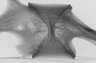 Thumbnail for dataset Pagrus_major_TL230mm