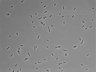 479-Ikebe-MorphResDL/CPFX_20220411_CPFX1_0002 thumbnail