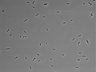 479-Ikebe-MorphResDL/CPFX_20220411_CPFX1_0005 thumbnail