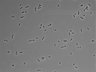 479-Ikebe-MorphResDL/CPFX_20220411_CPFX1_0006 thumbnail
