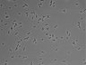 479-Ikebe-MorphResDL/CPFX_20220411_CPFX1_0009 thumbnail