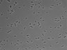 479-Ikebe-MorphResDL/CPFX_20220411_CPFX1_0012 thumbnail