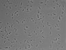 479-Ikebe-MorphResDL/CPFX_20220411_CPFX1_0014 thumbnail
