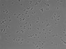 479-Ikebe-MorphResDL/CPFX_20220411_CPFX1_0017 thumbnail
