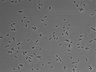 479-Ikebe-MorphResDL/CPFX_20220411_CPFX1_0018 thumbnail