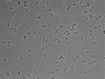 479-Ikebe-MorphResDL/CPFX_20220411_CPFX1_0019 thumbnail
