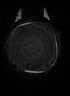 Thumbnail for dataset Paralichthys_olivaceus_SL218mm