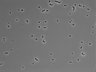 479-Ikebe-MorphResDL/CPFX_20220411_CPFX2_0001 thumbnail