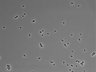 479-Ikebe-MorphResDL/CPFX_20220411_CPFX2_0003 thumbnail