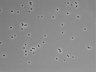 479-Ikebe-MorphResDL/CPFX_20220411_CPFX2_0004 thumbnail