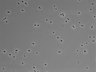 479-Ikebe-MorphResDL/CPFX_20220411_CPFX2_0007 thumbnail