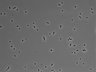 479-Ikebe-MorphResDL/CPFX_20220411_CPFX2_0013 thumbnail