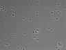 479-Ikebe-MorphResDL/CPFX_20220411_CPFX2_0014 thumbnail