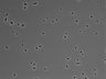 479-Ikebe-MorphResDL/CPFX_20220411_CPFX2_0018 thumbnail