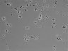 479-Ikebe-MorphResDL/CPFX_20220411_CPFX2_0019 thumbnail