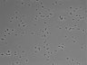 479-Ikebe-MorphResDL/CPFX_20220411_CPFX3_0005 thumbnail