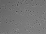479-Ikebe-MorphResDL/CPFX_20220411_CPFX3_0006 thumbnail