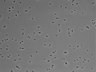 479-Ikebe-MorphResDL/CPFX_20220411_CPFX3_0007 thumbnail