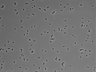 479-Ikebe-MorphResDL/CPFX_20220411_CPFX3_0013 thumbnail