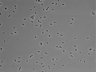 479-Ikebe-MorphResDL/CPFX_20220411_CPFX3_0014 thumbnail
