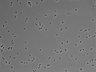 479-Ikebe-MorphResDL/CPFX_20220411_CPFX3_0016 thumbnail