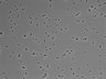 479-Ikebe-MorphResDL/CPFX_20220411_CPFX3_0020 thumbnail