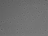 479-Ikebe-MorphResDL/CPFX_20220411_CPFX4_0002 thumbnail