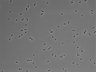 479-Ikebe-MorphResDL/CPFX_20220411_CPFX4_0004 thumbnail