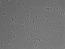 479-Ikebe-MorphResDL/CPFX_20220411_CPFX4_0005 thumbnail