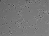 479-Ikebe-MorphResDL/CPFX_20220411_CPFX4_0007 thumbnail
