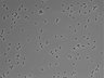 479-Ikebe-MorphResDL/CPFX_20220411_CPFX4_0008 thumbnail